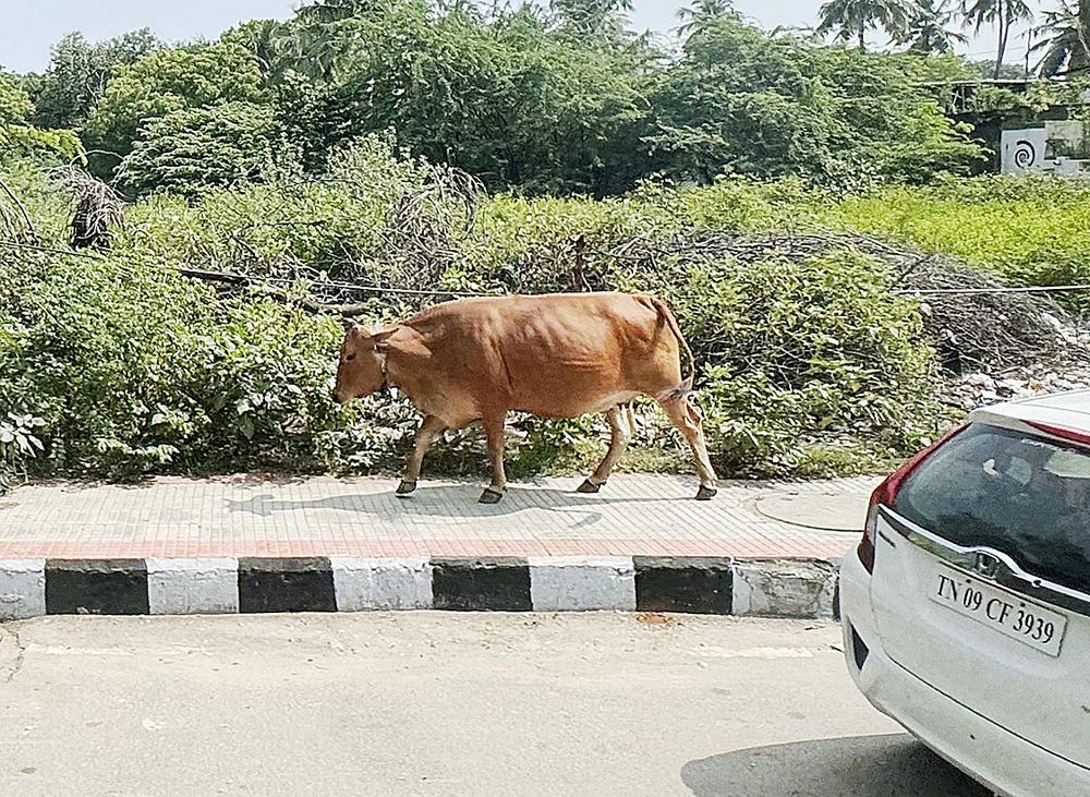 歩道を歩く牛。水牛を含めて3億頭いるという（24年10月にインド・チェンナイで撮影）