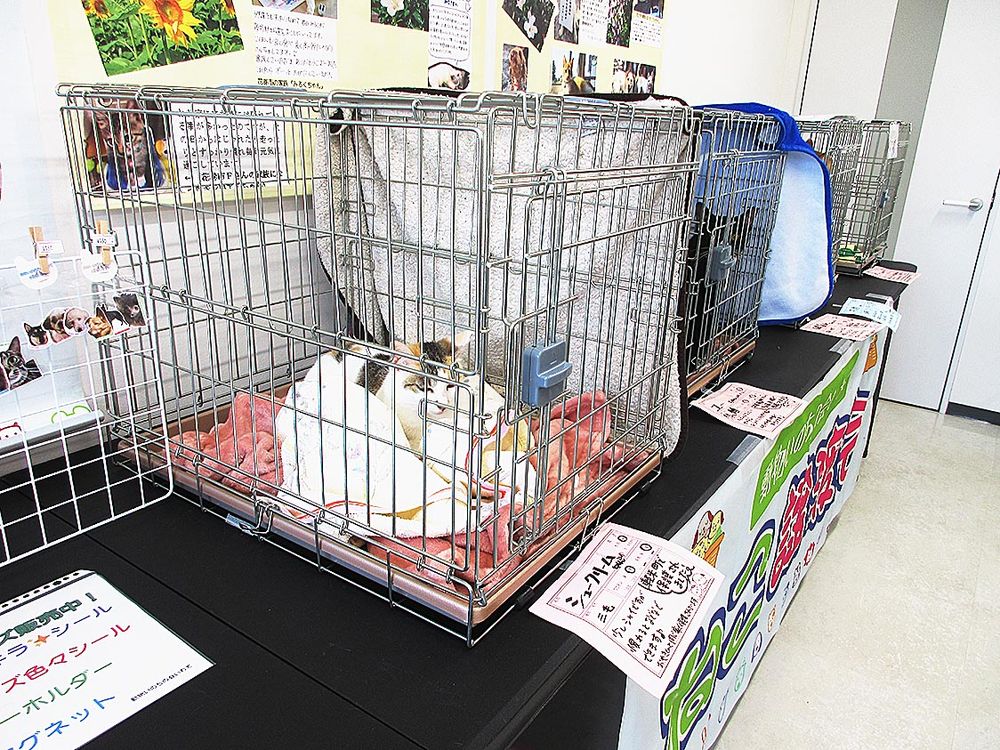 譲渡会に参加した猫