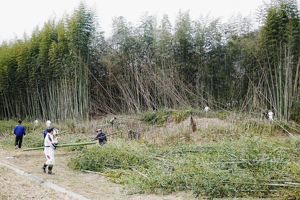 わずか１時間で多くが伐採された
